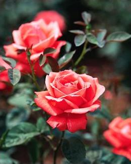 Rosen