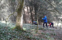 Märzenbecher 1 200Bild